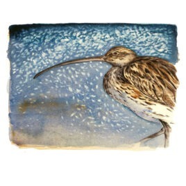 Curfew, by Jackie Morris